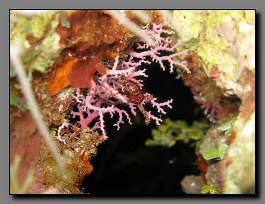 lace coral brittle star